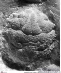 Historisches Foto von Prosopon sp. (NHMW-AFW-GEO-BACHMAYER-FOTO-1990-0041-1379)